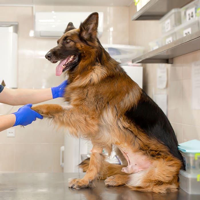 German Shepard at Breeding in Turlock