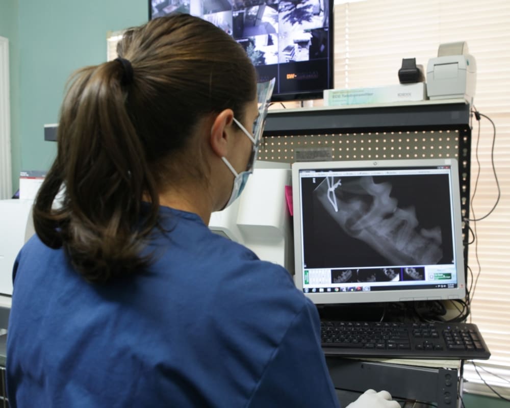 Cat & Dog Dentist in Turlock