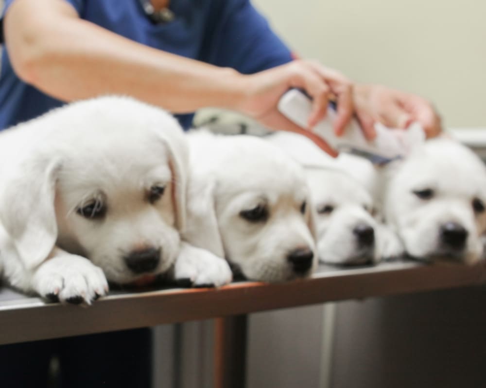 Puppies with Dermatology problems, Turlock Vet