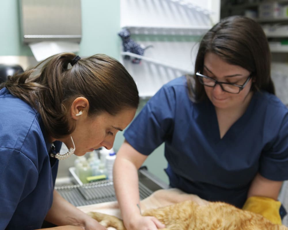 The cat is having a dermatology exam in Turlock